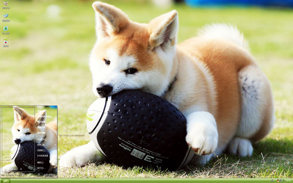 可爱秋田犬w10主题